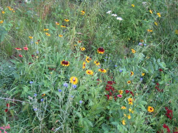 Tall Grass Prairie Wildflowers